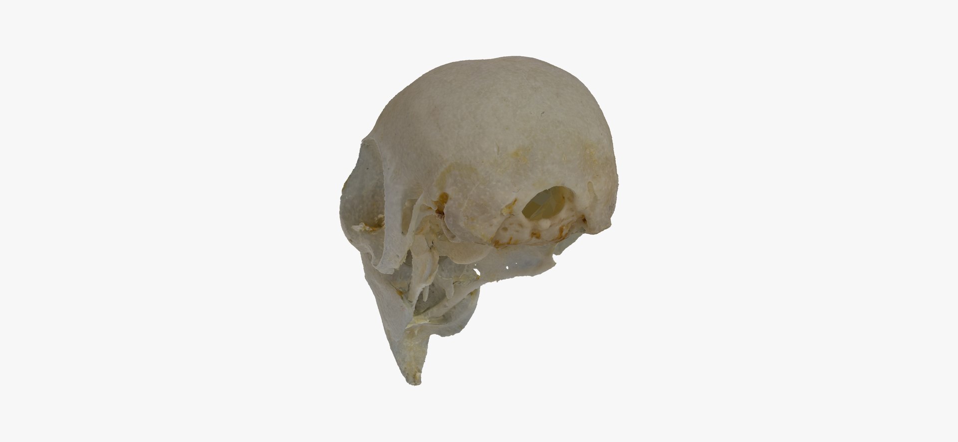 cockatiel nymphicus hollandicus skull 3D https://p.turbosquid.com/ts-thumb/5l/C4bioI/Pa2H7tMj/cockatiel_nymphicus_hollandicus_skull_01_thumbnail_11/jpg/1600254504/1920x1080/fit_q87/9711e69434409c65d8b3685f3608a562aef0a8f8/cockatiel_nymphicus_hollandicus_skull_01_thumbnail_11.jpg