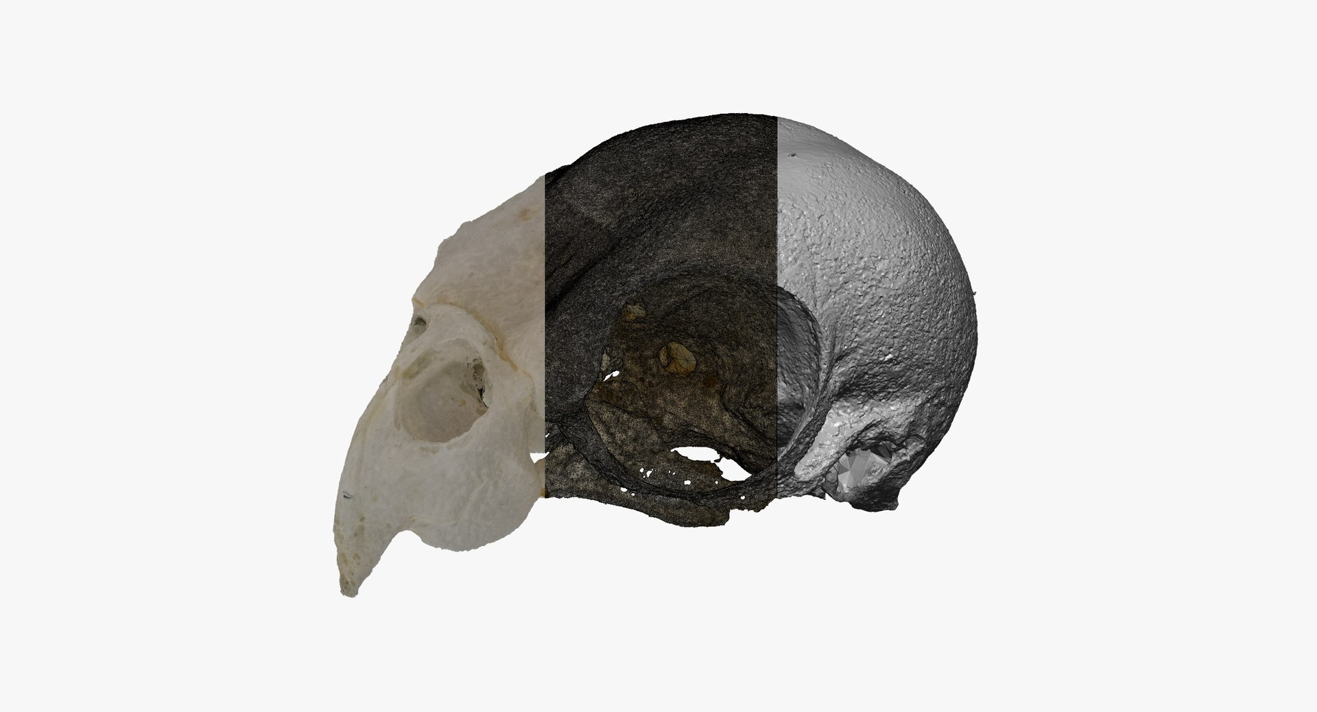 cockatiel nymphicus hollandicus skull 3D https://p.turbosquid.com/ts-thumb/5l/C4bioI/RxW6gfnI/cockatiel_nymphicus_hollandicus_skull_01_thumbnail_06/jpg/1593177231/1920x1080/fit_q87/a3a099861babd7949e54066e4cbd41fd26040af5/cockatiel_nymphicus_hollandicus_skull_01_thumbnail_06.jpg