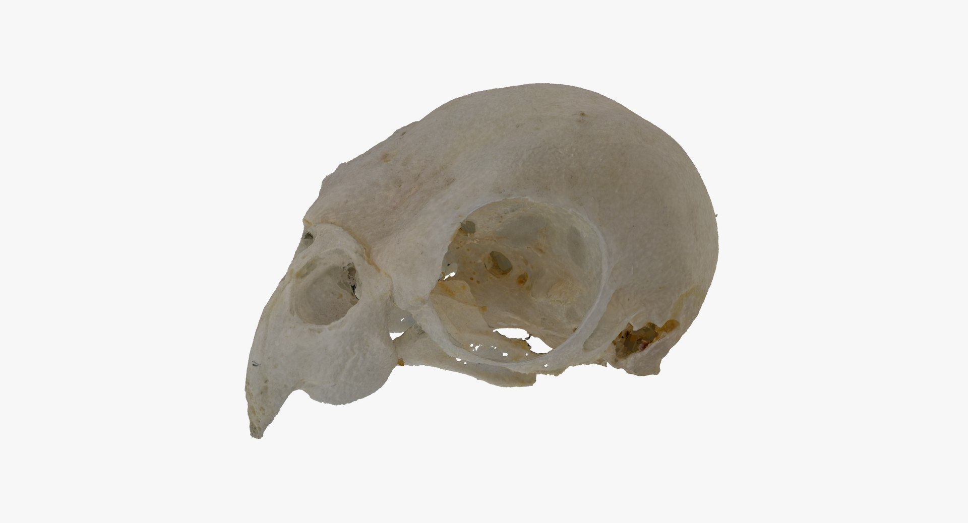 cockatiel nymphicus hollandicus skull 3D https://p.turbosquid.com/ts-thumb/5l/C4bioI/jKKRze2o/cockatiel_nymphicus_hollandicus_skull_01_thumbnail_01/jpg/1593177230/1920x1080/fit_q87/06a4a749c51a10f7a0c7dc1038b380a88ef3eb39/cockatiel_nymphicus_hollandicus_skull_01_thumbnail_01.jpg