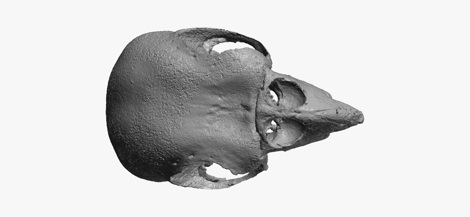 cockatiel nymphicus hollandicus skull 3D https://p.turbosquid.com/ts-thumb/5l/C4bioI/kPsd6WaB/cockatiel_nymphicus_hollandicus_skull_01_thumbnail_10/jpg/1600254504/1920x1080/fit_q87/28e78f32fce1b19a1cfca0fcf2ce7cf2f9d50361/cockatiel_nymphicus_hollandicus_skull_01_thumbnail_10.jpg