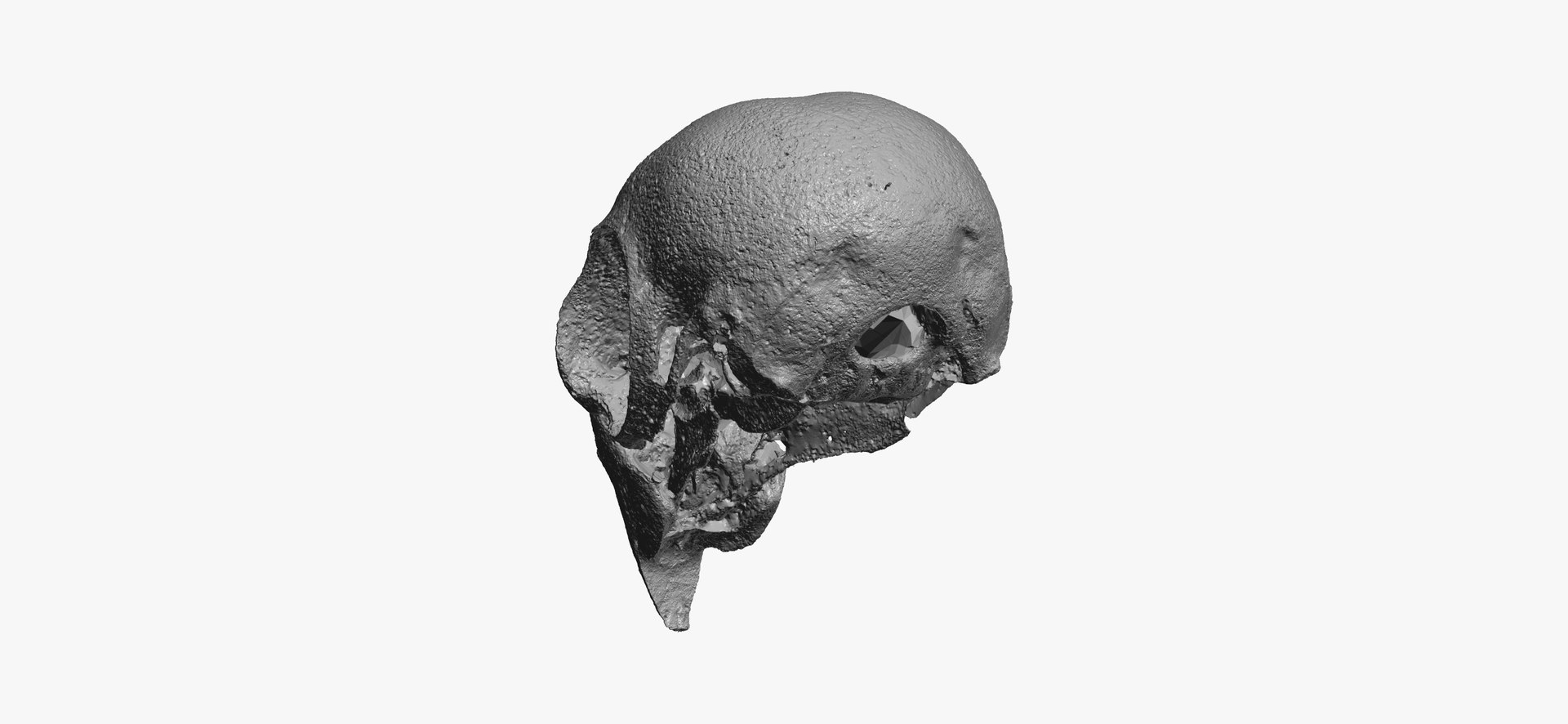 cockatiel nymphicus hollandicus skull 3D https://p.turbosquid.com/ts-thumb/5l/C4bioI/oXcuDzQl/cockatiel_nymphicus_hollandicus_skull_01_thumbnail_12/jpg/1600254504/1920x1080/fit_q87/c6425adb97f14f22895f4eb733548b7950af6924/cockatiel_nymphicus_hollandicus_skull_01_thumbnail_12.jpg