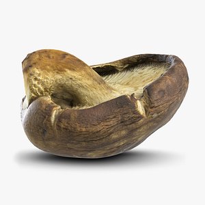 Mushroom 6