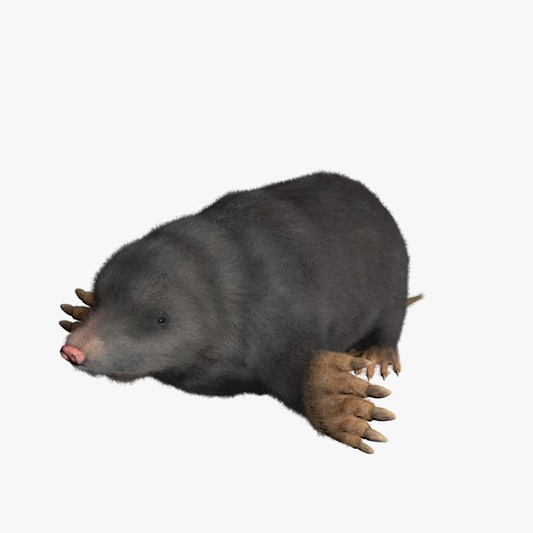 3D Mole Models | TurboSquid
