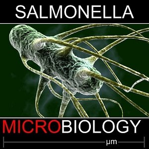 salmonella