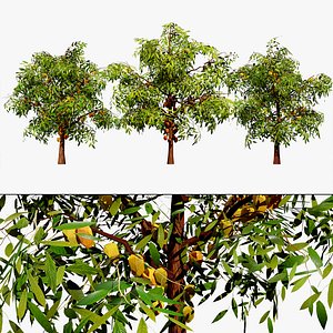 Highly Detailed Cacao Tree 3D Asset 3D model