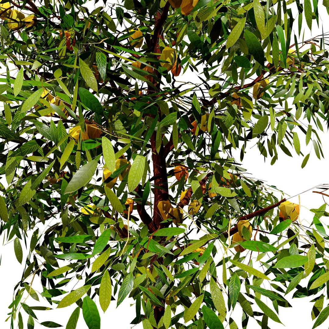 Highly Detailed Cacao Tree 3D Asset 3D model https://p.turbosquid.com/ts-thumb/5l/x48wBh/OL/zcacaotree3z1/jpg/1735082908/1920x1080/fit_q87/d7d5e373d3d06a75da0c1b3a515eb263c5a71b4f/zcacaotree3z1.jpg