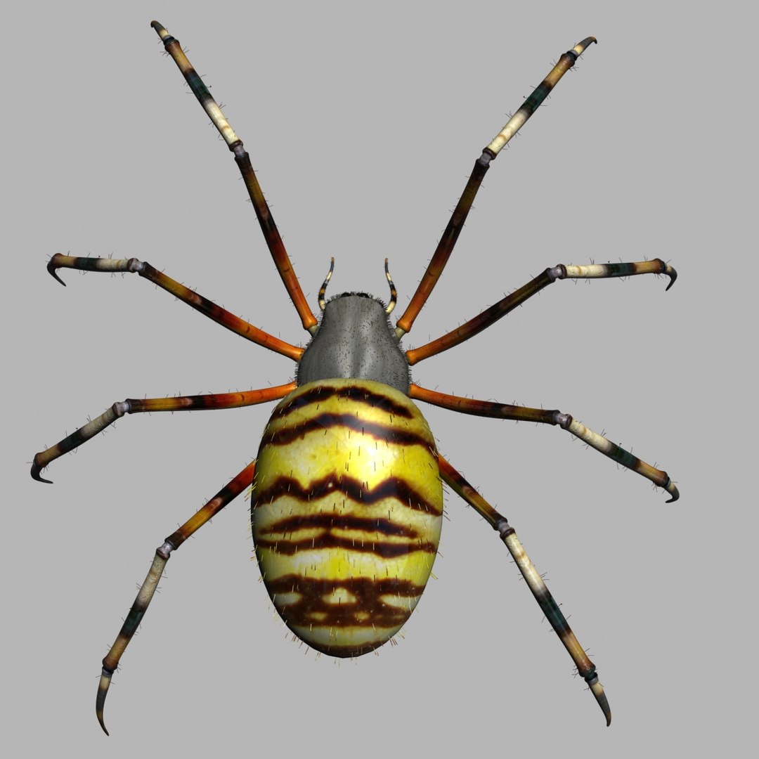 Rigged Spider 3d Max