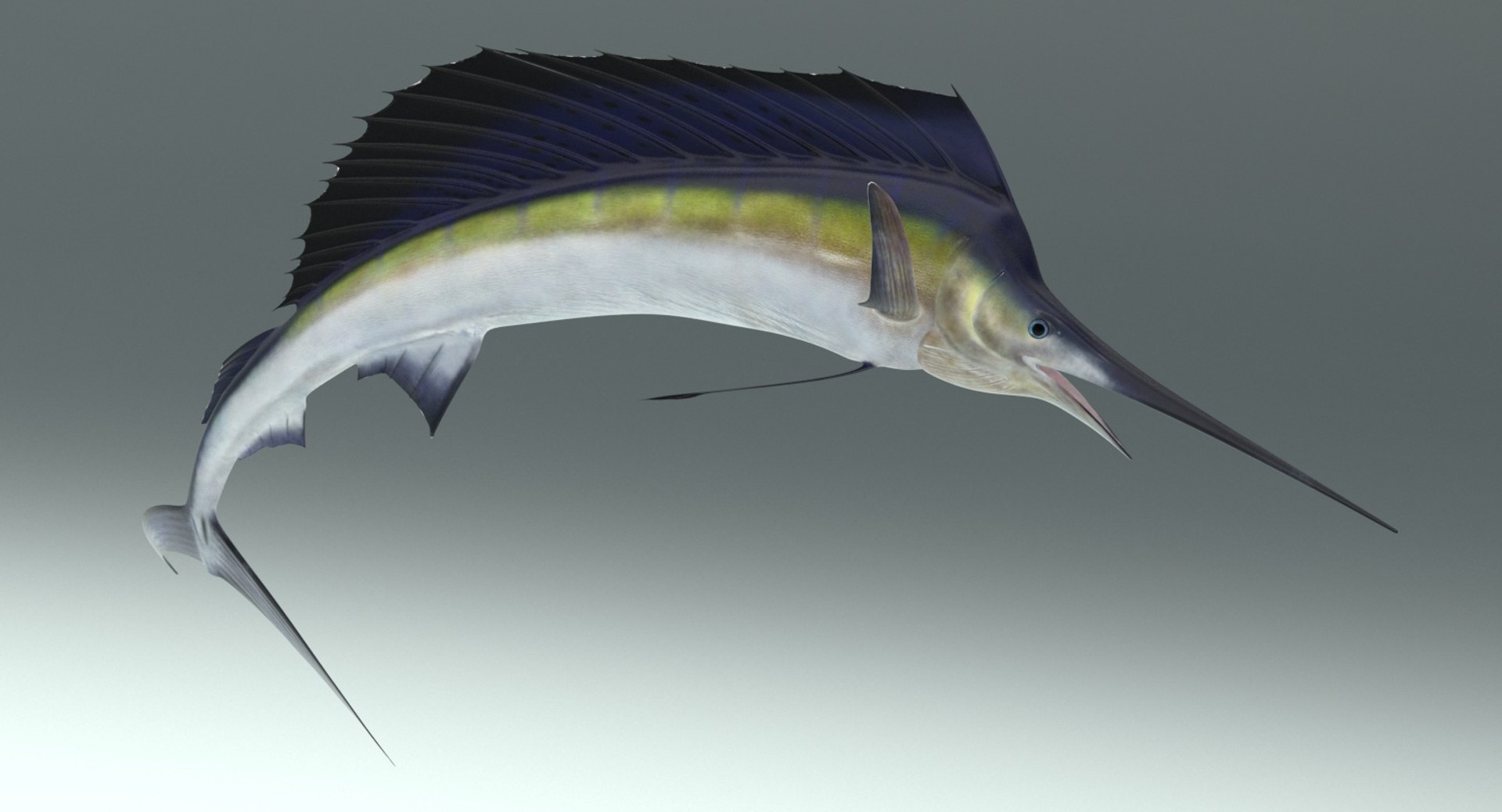 Sailfish rig 3D model - TurboSquid 1244609