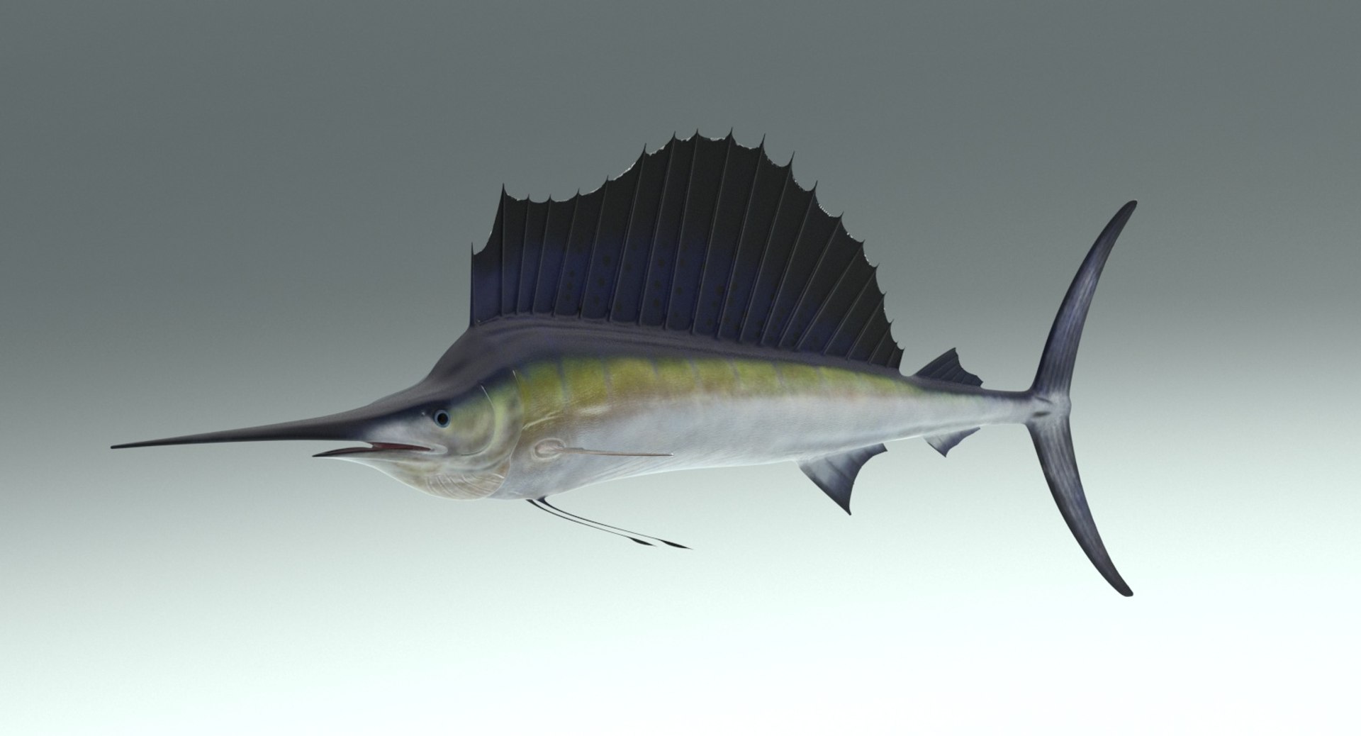 Sailfish rig 3D model - TurboSquid 1244609
