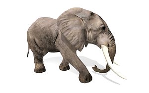 wild animal elephant rigged 3D