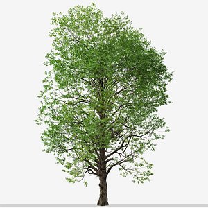 Set of Japanese zelkova or Zelkova serrata Tree - 2 Trees