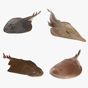 Ray collection 3D model