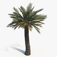 Cycad BroodBoom D