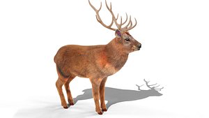 Fur Red stag Deer NO RIG 3D