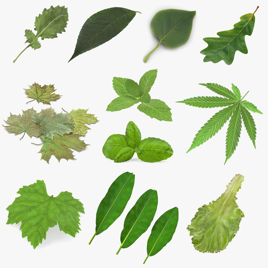 Leaves Collection 7 3D model preview