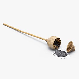 3D Dry Open Poppy Seed Plant model