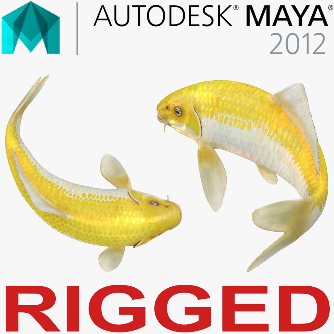 Yellow Koi Ogon Fish Rigged for Maya 3D model preview