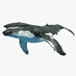 3d adult humpback whale rigged model