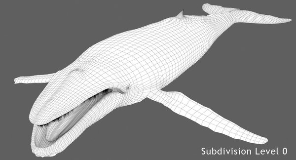 3d adult humpback whale rigged model