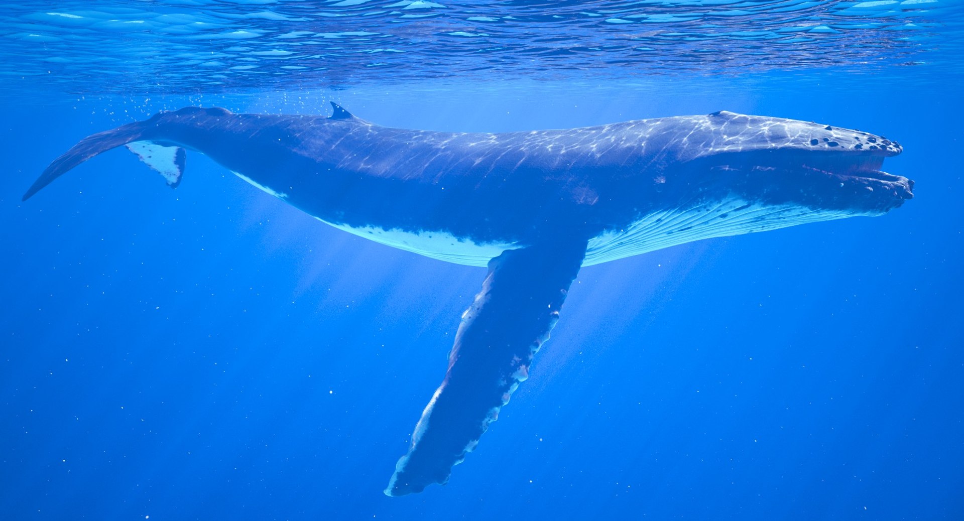 3d Adult Humpback Whale Rigged Model