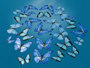 butterfly 3D model