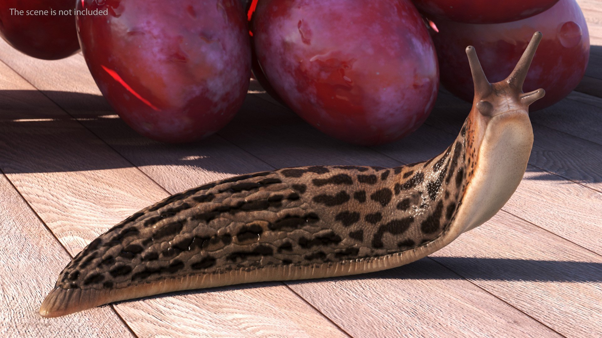 Slugs Rigged for Maya Collection 3D model https://p.turbosquid.com/ts-thumb/5m/ju0HAW/vG/rigged_slugs_collection_for_maya_008/jpg/1768232348/1920x1080/fit_q87/df725cd3dab95d27d39269de15cedbbdb098b754/rigged_slugs_collection_for_maya_008.jpg