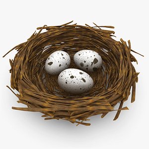 Bird Nest