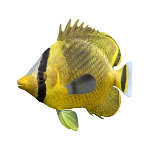 3D Latticed Butterflyfish
