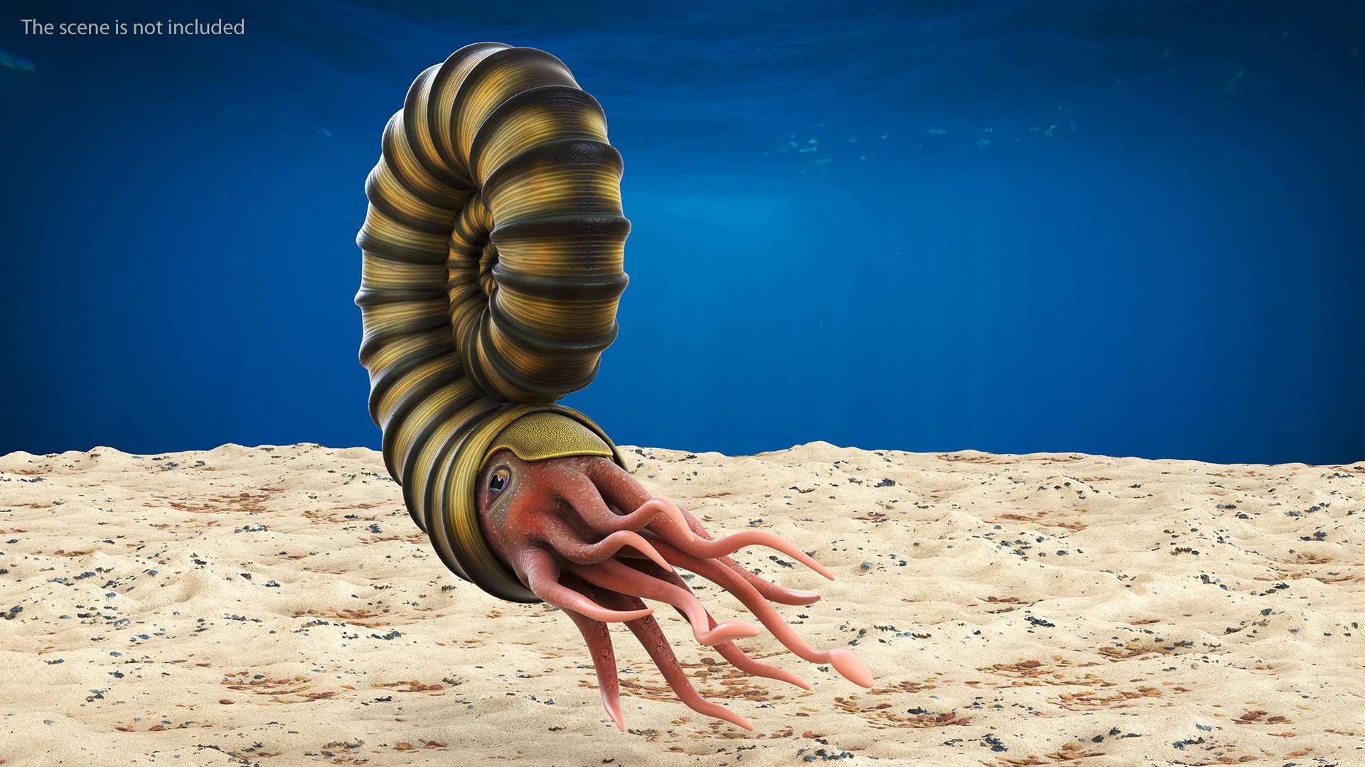 Ammonite 3D model https://p.turbosquid.com/ts-thumb/5n/2KItys/2A/ammonite3dmodel003/jpg/1709940746/1920x1080/fit_q87/2c4371aab4ecc8505c460bcf6b63022755dddcca/ammonite3dmodel003.jpg