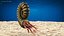 Ammonite