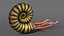 Ammonite