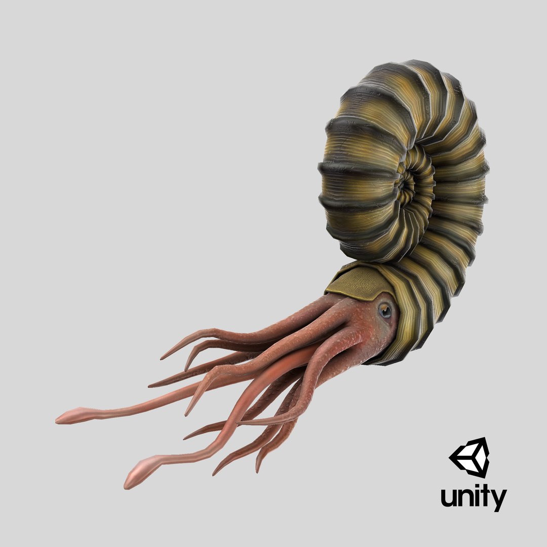 Ammonite 3D model https://p.turbosquid.com/ts-thumb/5n/2KItys/6z/stemcell_unity_render/png/1711996612/1920x1080/fit_q87/1ceb2611abc6fb0dd99e0e60a9c185d96d11f44c/stemcell_unity_render.jpg