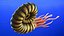 Ammonite