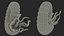 Ammonite