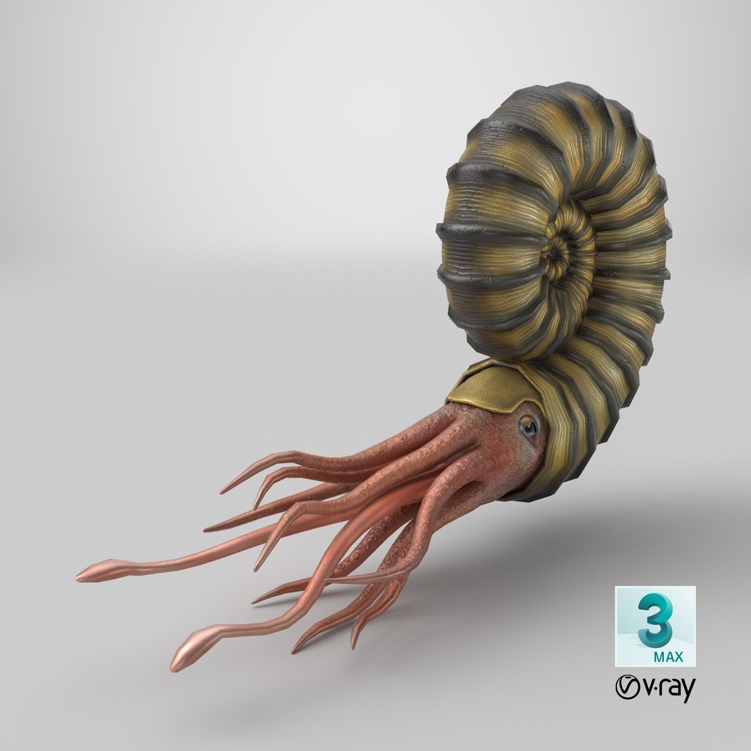 Ammonite 3D model https://p.turbosquid.com/ts-thumb/5n/2KItys/Cq/stemcell_max_vray_render/png/1711996607/1920x1080/fit_q87/2d7ed52101ef51371eac48c06c02c6f9ab3a8ed7/stemcell_max_vray_render.jpg