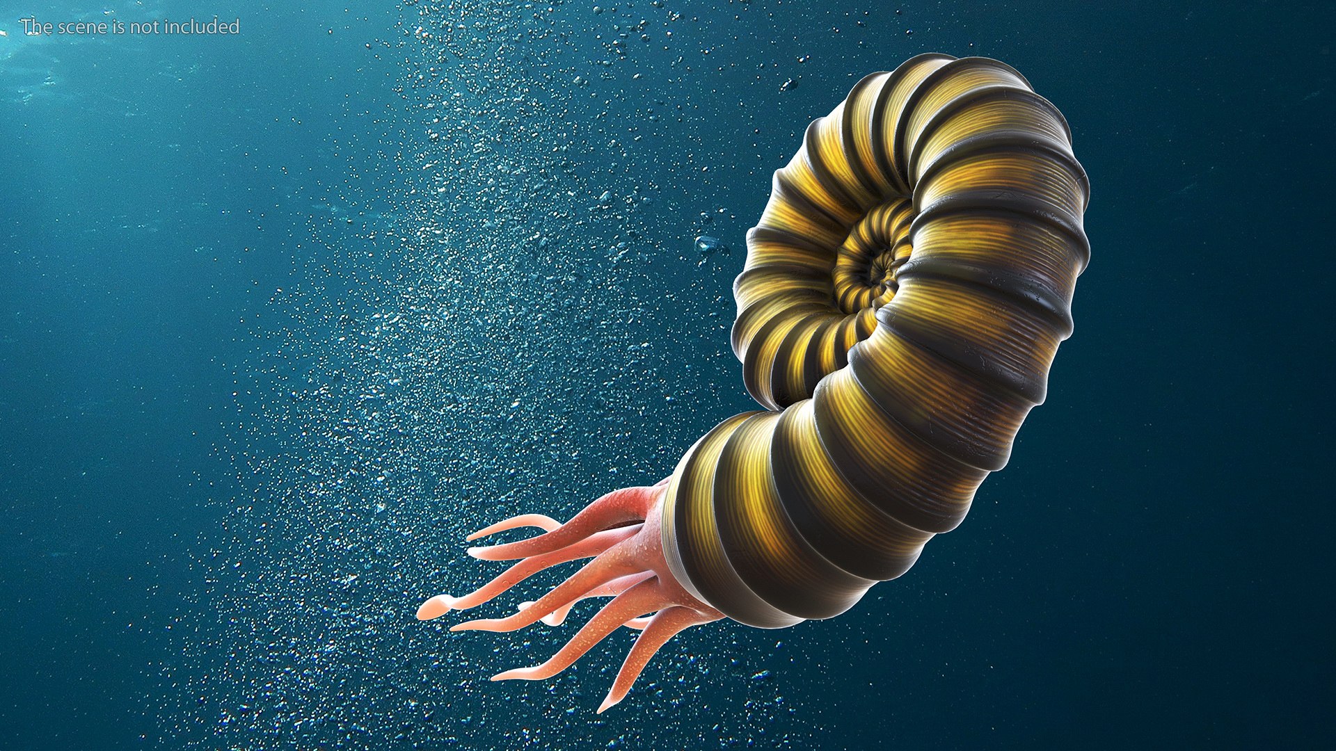 Ammonite 3D model https://p.turbosquid.com/ts-thumb/5n/2KItys/Ij/ammonite3dmodel006/jpg/1709940760/1920x1080/fit_q87/aff816c7bbebf497b6510621e3522628da82fa71/ammonite3dmodel006.jpg