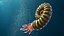 Ammonite