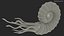 Ammonite