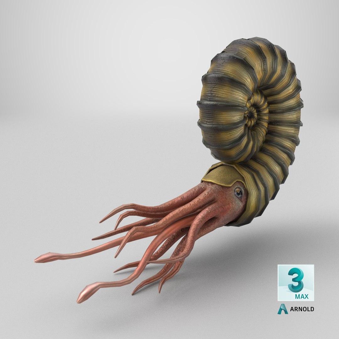 Ammonite 3D model https://p.turbosquid.com/ts-thumb/5n/2KItys/Jo/stemcell_max_arnold_render/png/1711996609/1920x1080/fit_q87/7a8987aa48fce573d4905337e3fc2f66e92bad4f/stemcell_max_arnold_render.jpg