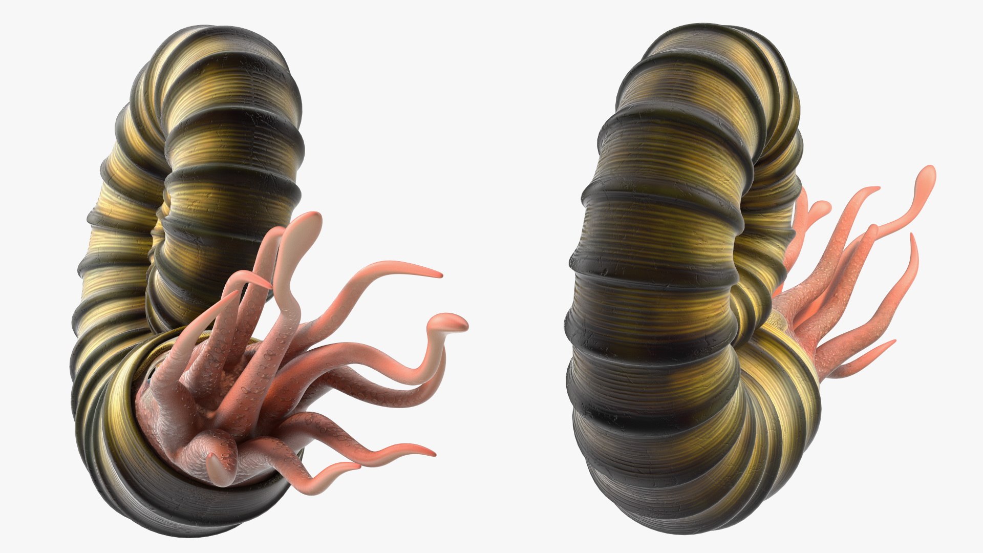 Ammonite 3D model https://p.turbosquid.com/ts-thumb/5n/2KItys/NC/ammonite3dmodel013/jpg/1709940794/1920x1080/fit_q87/72fcd92e80c7dbd79a410f29a18934bfa75414eb/ammonite3dmodel013.jpg