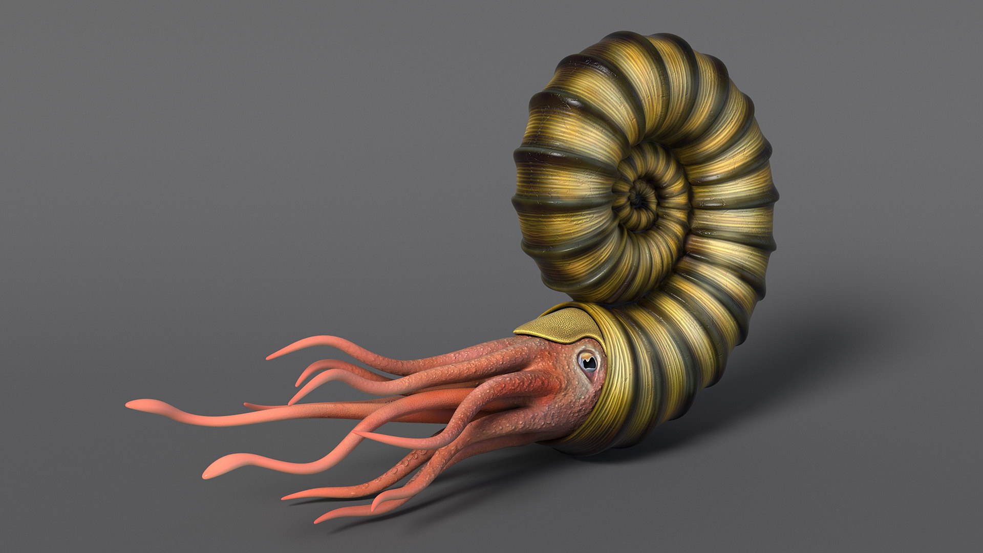 Ammonite 3D model https://p.turbosquid.com/ts-thumb/5n/2KItys/RZ/ammonite3dmodel008/jpg/1709940771/1920x1080/fit_q87/c3572936c18f270b373a342fc0787b68fd55a410/ammonite3dmodel008.jpg
