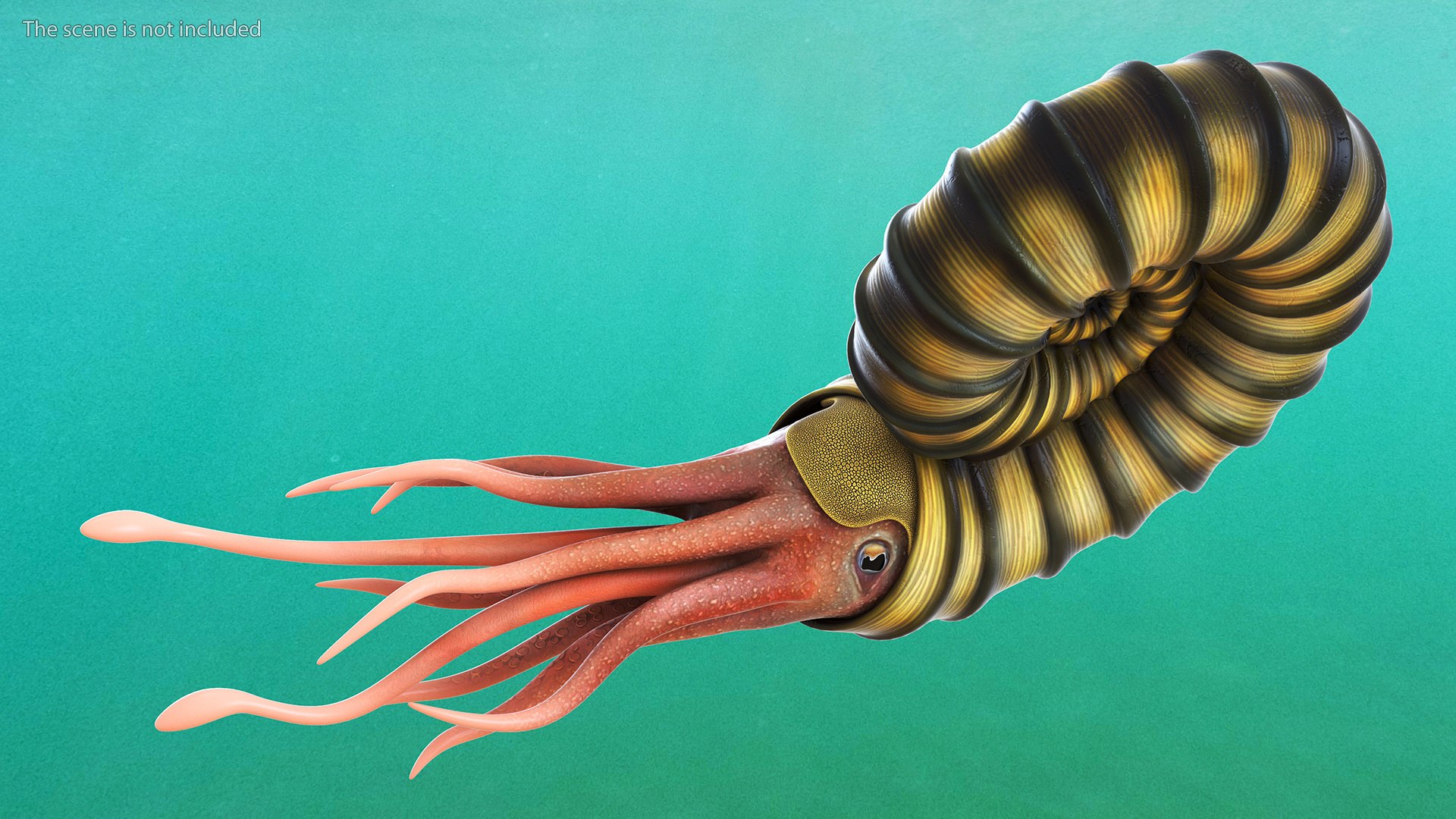 Ammonite 3D model https://p.turbosquid.com/ts-thumb/5n/2KItys/Ru/ammonite3dmodel007/jpg/1709940765/1920x1080/fit_q87/0c7cb5b9925a948b5a5dd06e9f8cf350c39ca24d/ammonite3dmodel007.jpg