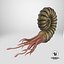Ammonite