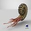 Ammonite