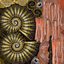 Ammonite
