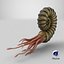 Ammonite