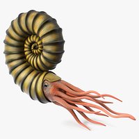 Ammonite