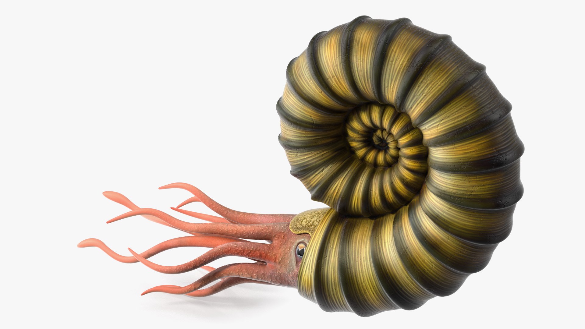 Ammonite 3D model https://p.turbosquid.com/ts-thumb/5n/2KItys/i5/ammonite3dmodel011/jpg/1709940785/1920x1080/fit_q87/243896a2b03a5c1cb96f517b32df5487f28d3c94/ammonite3dmodel011.jpg