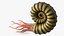 Ammonite