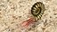 Ammonite